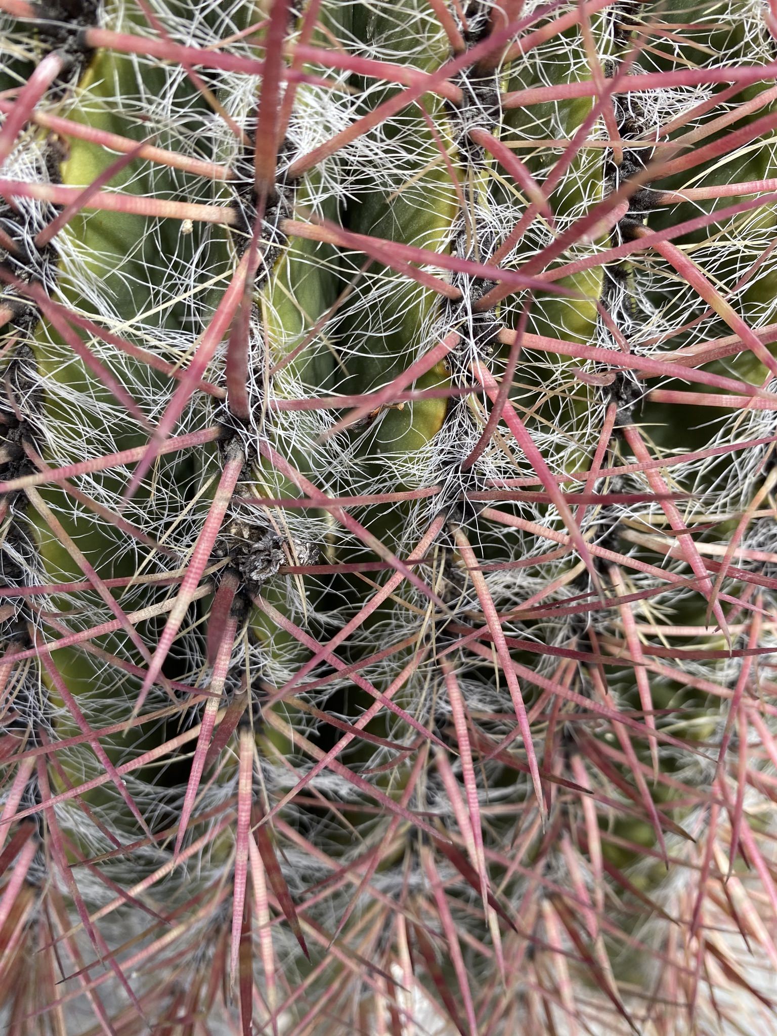 Ferocactus pilosus